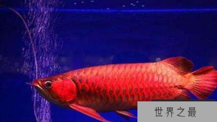 北海水族館各位幫忙鑒定一下這個過背