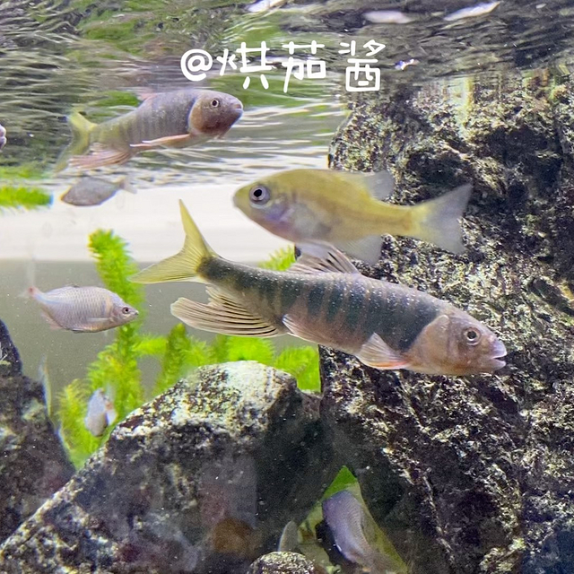 濟(jì)南魚缸造景批發(fā)在哪里啊多少錢一個月（濟(jì)南魚缸造景批發(fā)在哪里啊多少錢一個月） 祥龍水族醫(yī)院