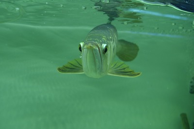 信都區(qū)小聶水族店（信都區(qū)小聶水族店電話）