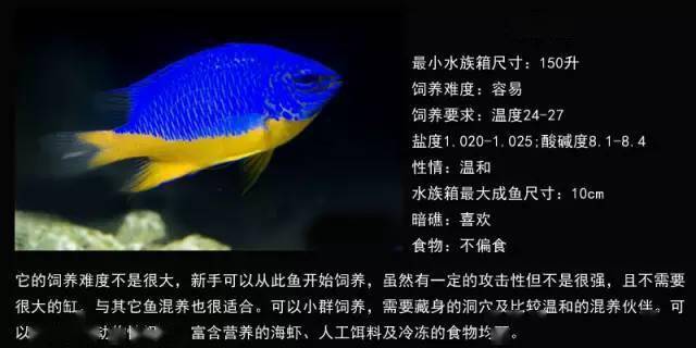Exploring the Exquisite World of <strong><mark>arowana</mark></strong> in Orense: A Detailed Guide to Location, Distribution, Business Hours, and Products