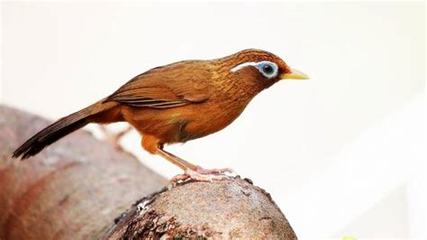 公画眉叫声(公画眉叫声30分以上)