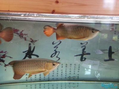 養(yǎng)龍魚養(yǎng)幾條最好 水族問答 第2張