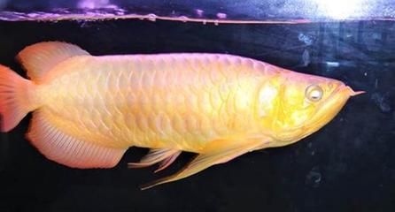 <strong><mark>arowana</mark></strong> in Chontales : The Majestic <strong><mark>arowana</mark></strong> of Chontales: A Guide to Finding, Owning, and Caring for this Exotic Fish in Nicaragua