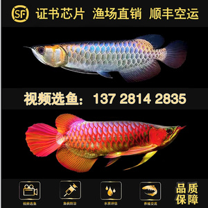 魚缸開(kāi)缸多久可以放魚（魚缸開(kāi)缸多久可以放魚草） 水族問(wèn)答