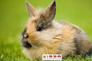 属兔今年的运气