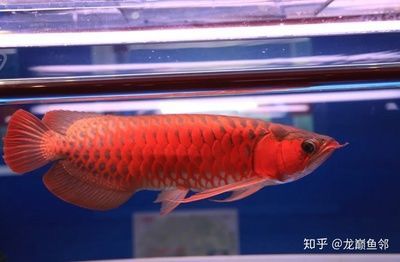 紅龍魚可以長多長的魚鰭（紅龍魚可以長多長的魚鰭呢）