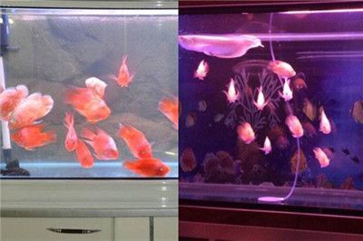 苏州蓝世界水族用品有限公司（苏州蓝世界水族用品有限公司怎么样）