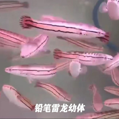 龍魚和三間鼠的混養(yǎng)視頻講解（龍魚和三間鼠的混養(yǎng)視頻講解大全）