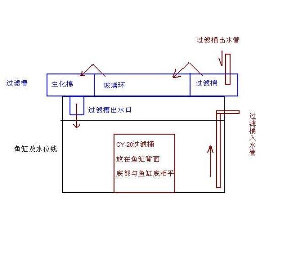 請魚友指導一下 白子球鯊魚