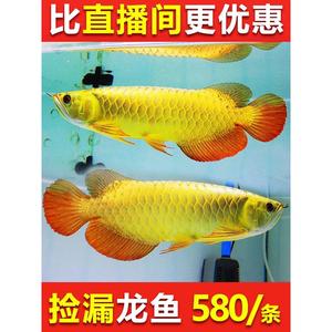 2米長魚缸用多厚的玻璃 水族問答 第2張