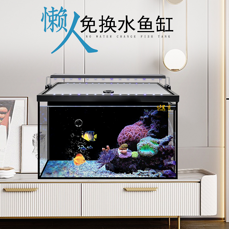 金龍魚總代理需要投資多少錢 水族問答