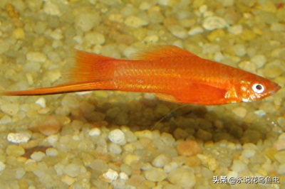 金龍魚(yú)沉缸底什么原因，如何判斷金龍魚(yú)沉缸底的具體原因？