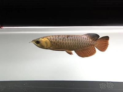 紅龍魚缸用什么顏色燈光好一點圖片（紅龍魚缸用什么顏色燈光好一點圖片大全）