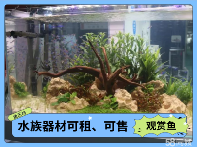 龍魚訓(xùn)食飼料怎么喂（龍魚訓(xùn)食飼料怎么喂好） 龍魚疾病與治療