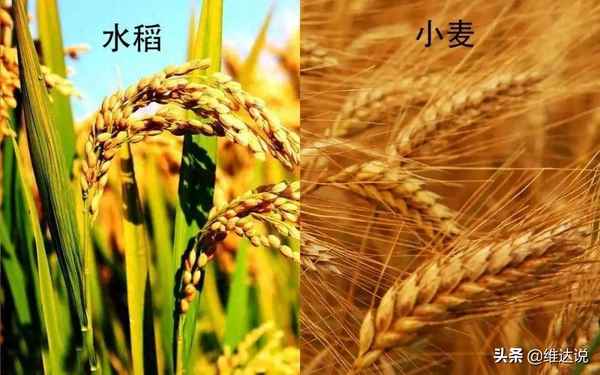 小麦在中国种植历史