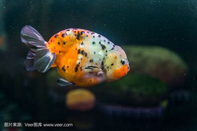 海南海水觀賞魚好養(yǎng)嗎現在怎么養(yǎng)（海南海水觀賞魚好養(yǎng)嗎現在怎么養(yǎng)的）