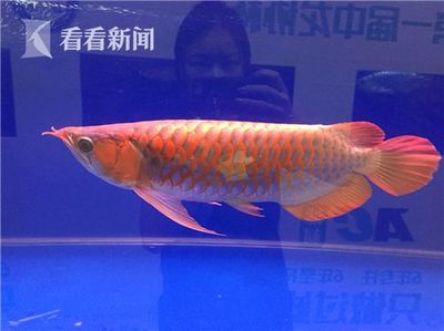 武漢魚缸造景上門服務(wù)平臺：武漢魚缸造景上門服務(wù)平臺電話