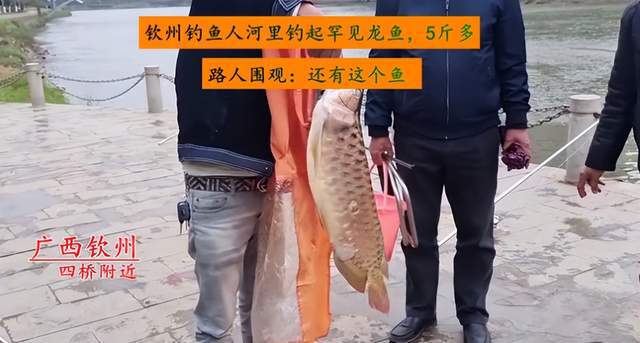 紅龍魚怎樣喂食能養(yǎng)出好體型的魚呢圖片視頻（紅龍魚怎樣喂食能養(yǎng)出好體型的魚呢圖片視頻教程）