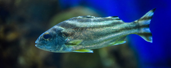 都勻市宏貴水族文化研究發(fā)展保護中心（都勻市宏貴水族文化研究發(fā)展保護中心） 全國水族館企業(yè)名錄