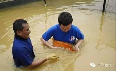 印尼紅龍魚(yú)怎么養(yǎng)殖方法(印尼紅龍魚(yú)苗圖片大全) 紅龍魚(yú)百科