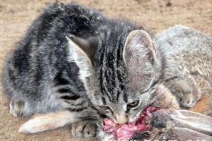 孕妇梦到死猫