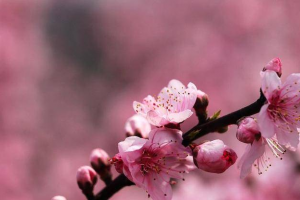 八字怎么看桃花