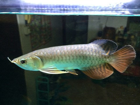 60魚(yú)缸過(guò)濾器用什么最好（60魚(yú)缸過(guò)濾器用什么最好森森）