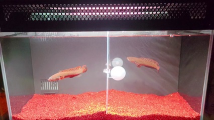 AROWANA  TANK（arowana tank 魚(yú)缸）