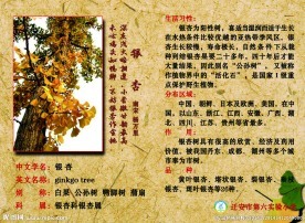 银杏树的简介