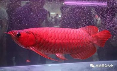 紅龍魚有幾個品種圖片 水族問答 第2張