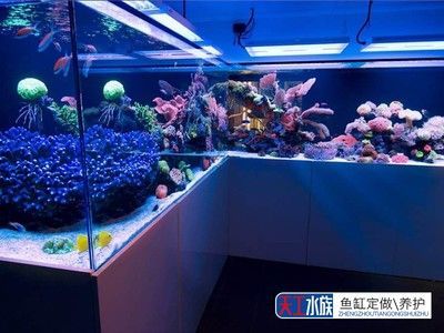 長沙市開福區(qū)東方明珠水族館（長沙市開福區(qū)東方明珠水族館電話）