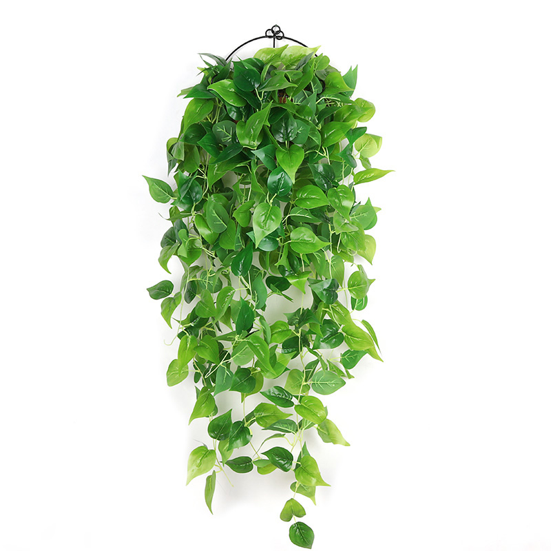 室内垂吊植物