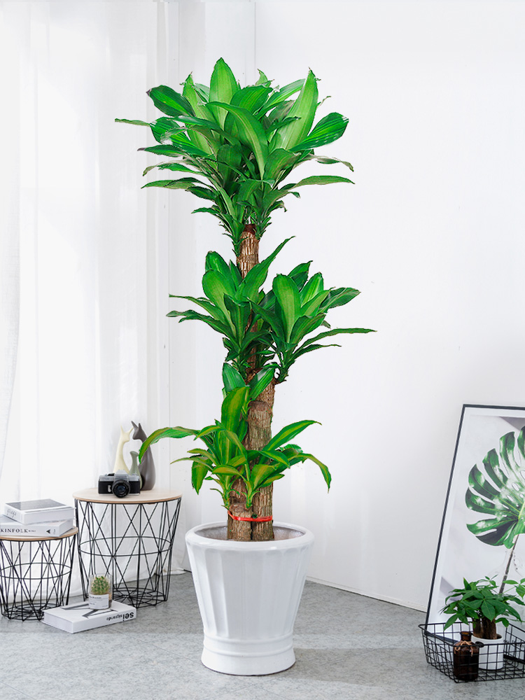 厨房对卫生间的植物