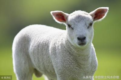 属羊今年几岁