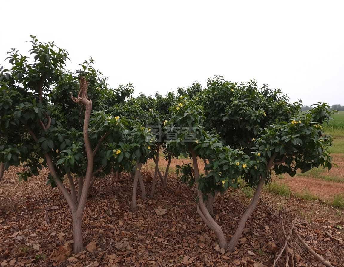 [茂木枇杷树苗批发]茂木枇杷树苗 四川省简阳大五星枇杷树.