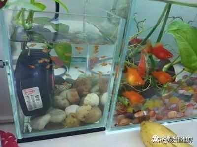 小型魚缸品牌十大排名：小型魚缸價格及圖片 適合