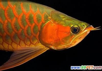 紅龍魚(yú)嘴唇不紅長(zhǎng)大能紅嗎（紅龍魚(yú)嘴巴不紅）