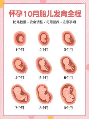 八个月胎儿发育情况对照表