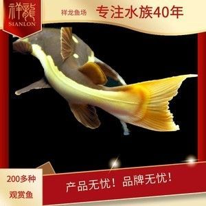 龍魚從出生到20公分需要多久（龍魚從出生到20公分需要多久時間）