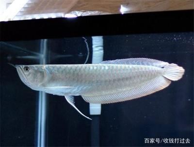 2.5米定制魚缸（2.5米的魚缸多少錢）