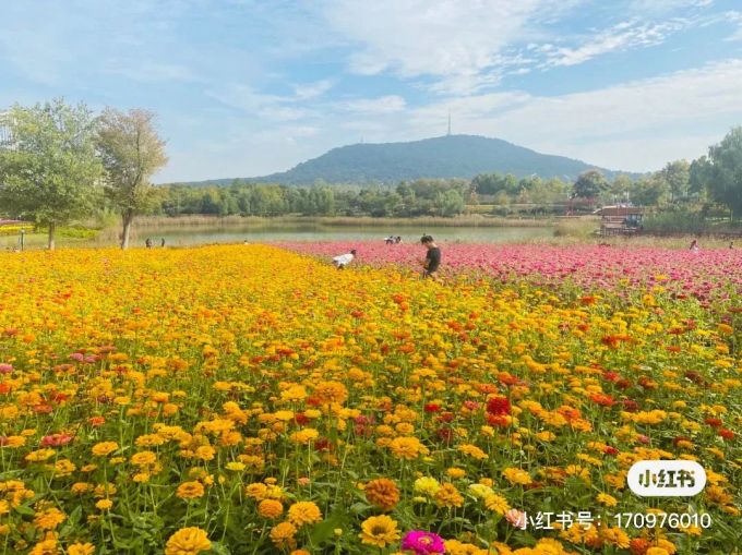 合肥四季花海要门票吗