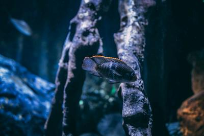 双滦区听水轩水族馆（双滦区听水轩水族馆电话）