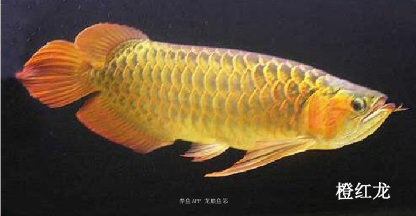 60厘米紅龍魚價格表大全圖（60厘米紅龍魚價格表大全圖片）