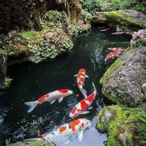 吉林省魚肥肥水族有限公司（吉林省魚肥肥水族有限公司招聘） 全國水族館企業(yè)名錄