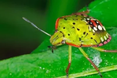 五种对人类有益的昆虫有哪些(螳螂的生态价值探究)