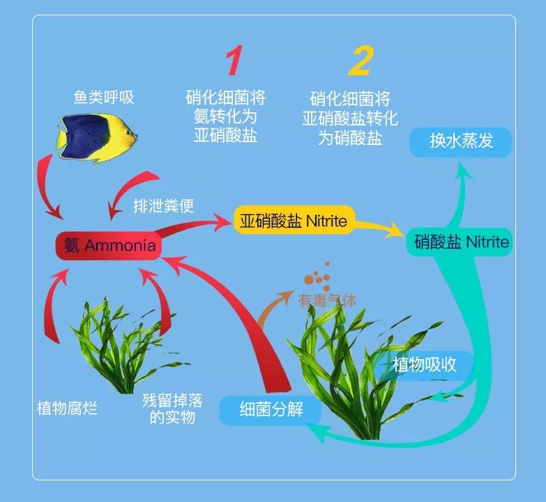 甘孜藏族自治州龍魚專賣店：滕州光和商貿(mào)商行2年熱帶觀賞魚 全國觀賞魚市場 第2張