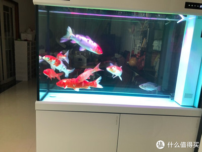 古空棘魚：古空棘魚哪里抓